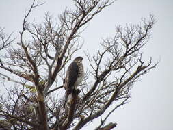 Image of Chilean Hawk