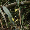 Imagem de Octomeria tridentata Lindl.