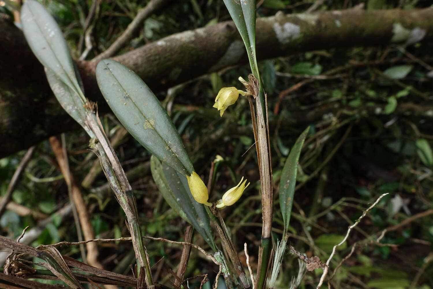 Image of Octomeria tridentata Lindl.