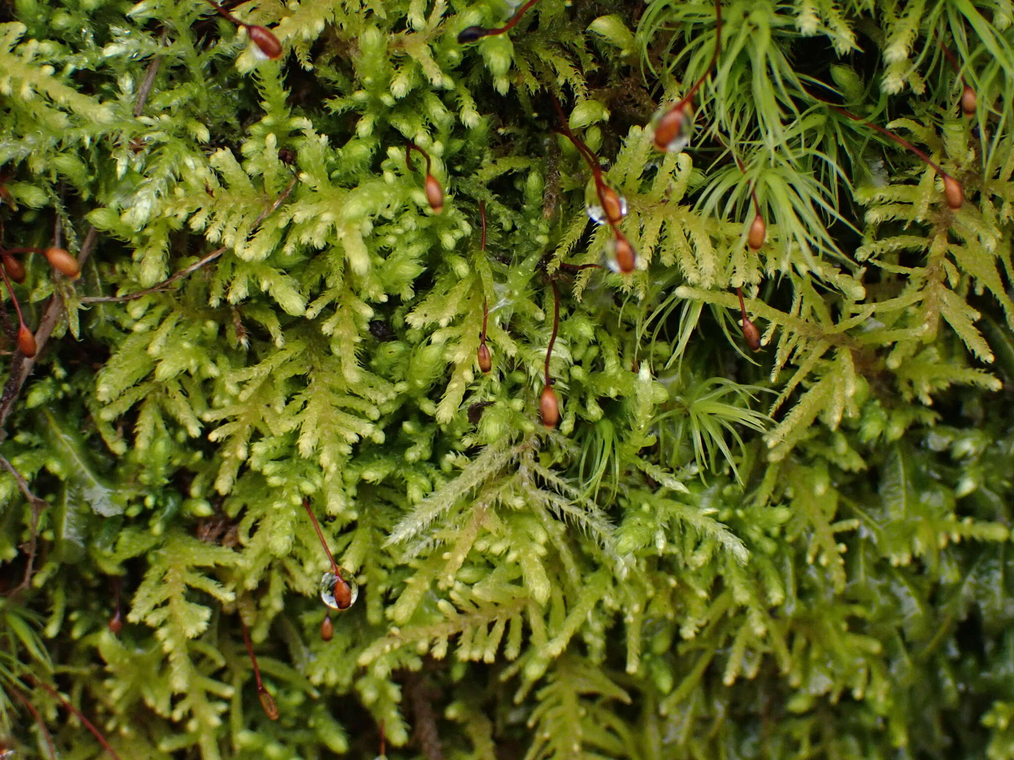 Imagem de Claopodium crispifolium Renauld & Cardot 1893