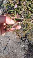 Image of Melaleuca gibbosa Labill.