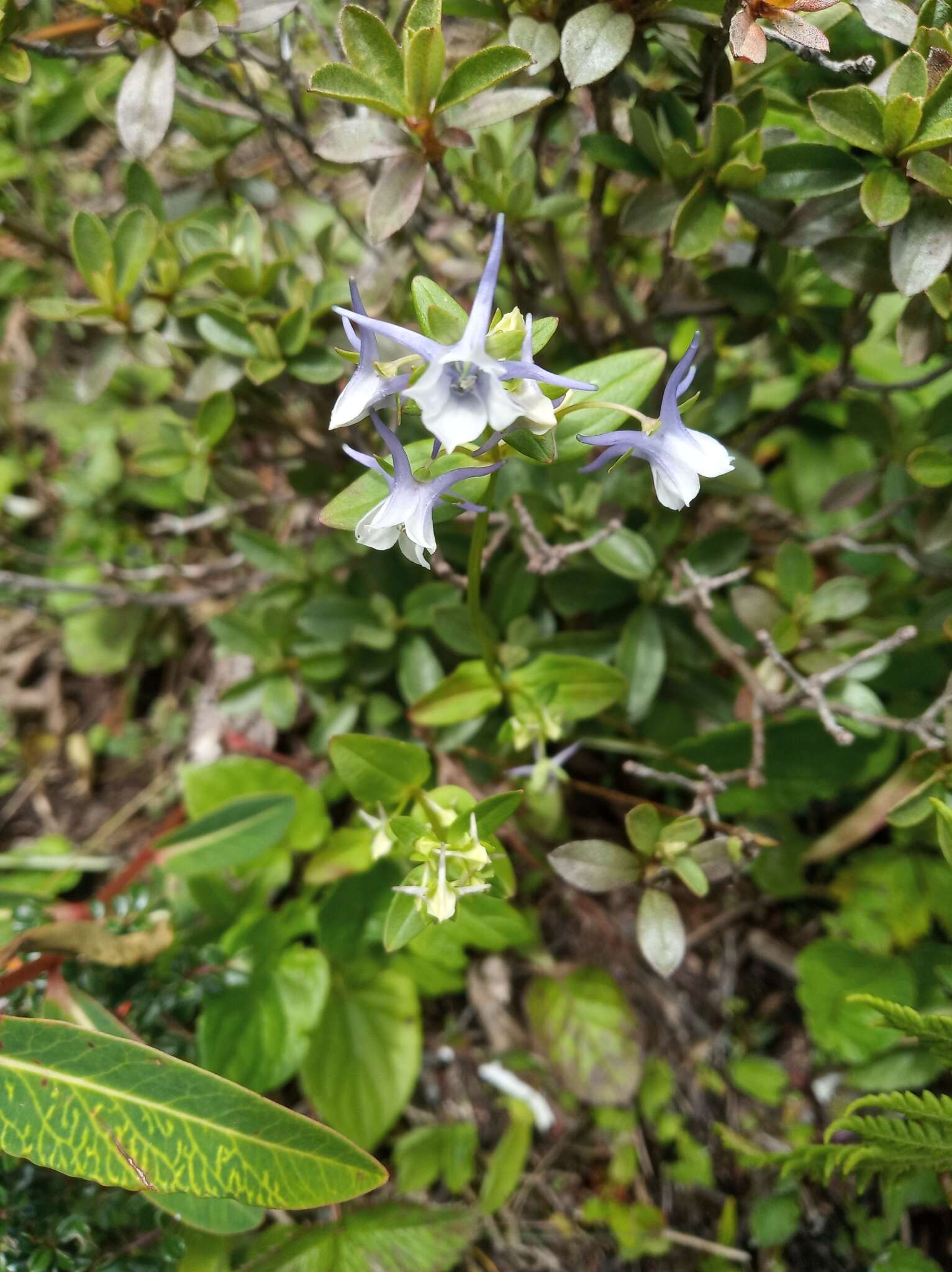 Image of Halenia elliptica D. Don