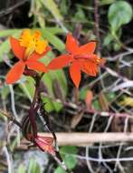 Plancia ëd Epidendrum radicans Pav. ex Lindl.