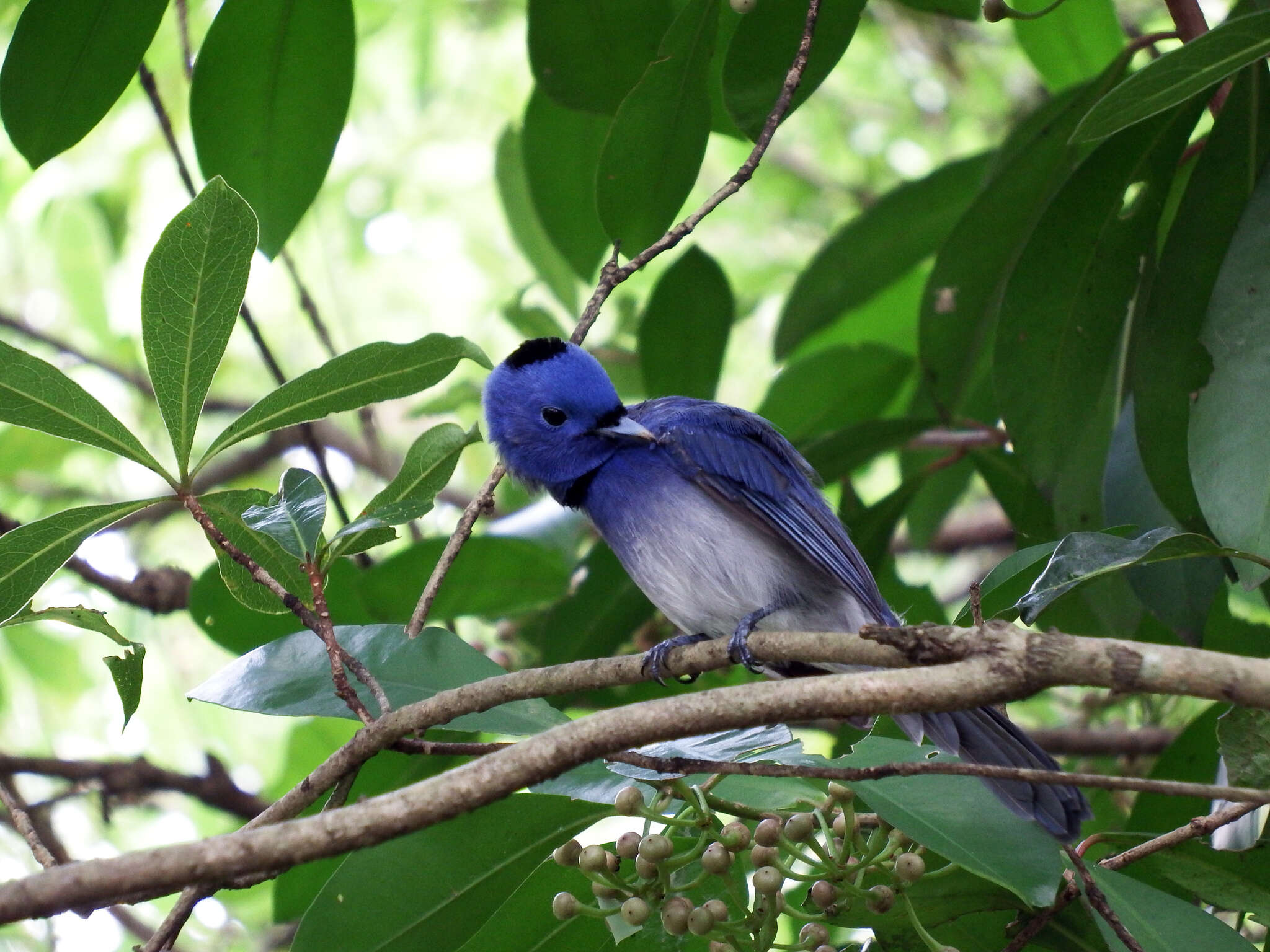 Image of Hypothymis azurea oberholseri Stresemann 1913