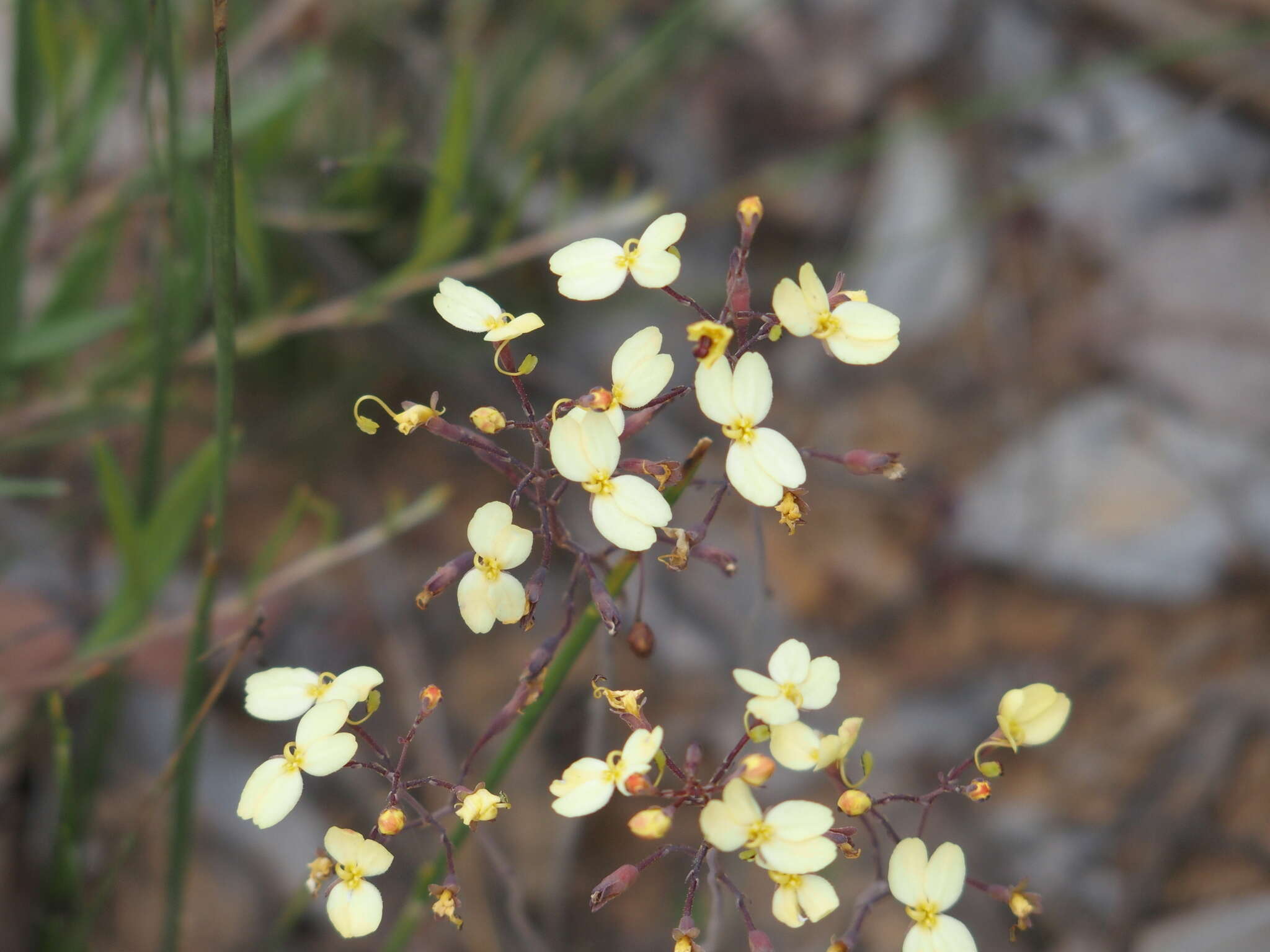 Image of Stylidium luteum R. Br.