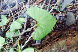 Image of Viola arcuata Bl.