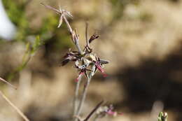 Image of Pelargonium asarifolium (Sweet) G. Don