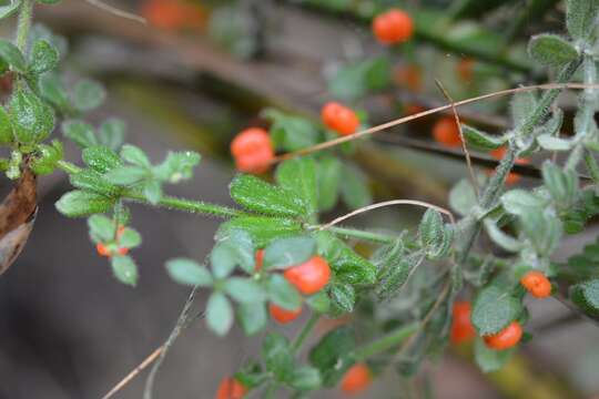 Plancia ëd Galium hypocarpium (L.) Endl. ex Griseb.