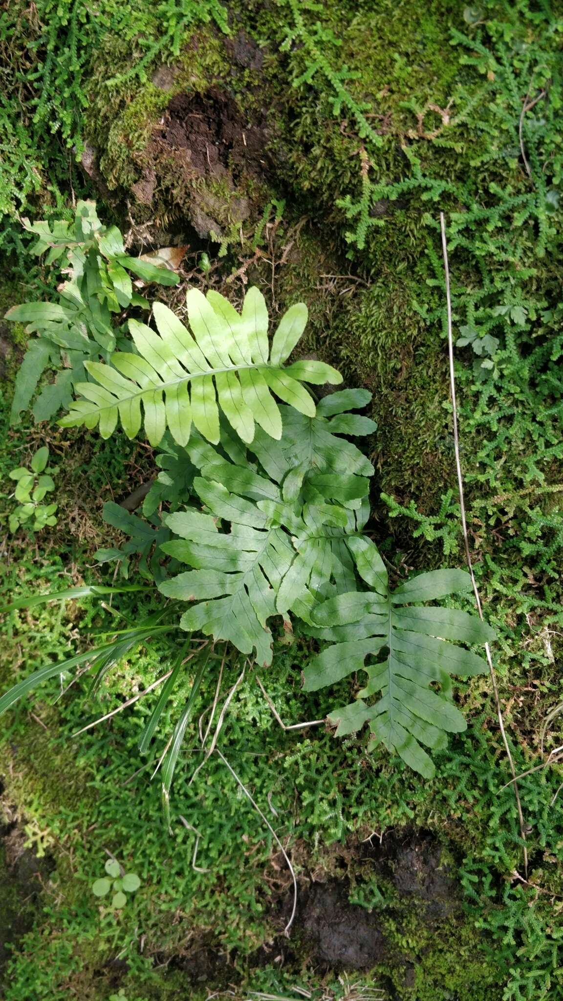 Polypodium cambricum subsp. macaronesicum (Bobrov) Fraser-Jenkins的圖片