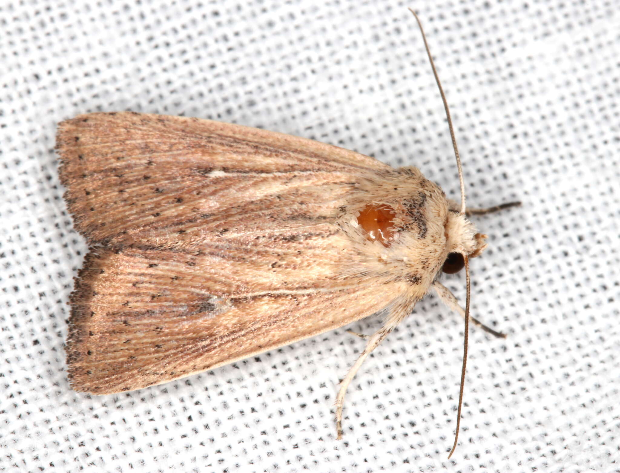 Leucania polysticha Turner 1902的圖片