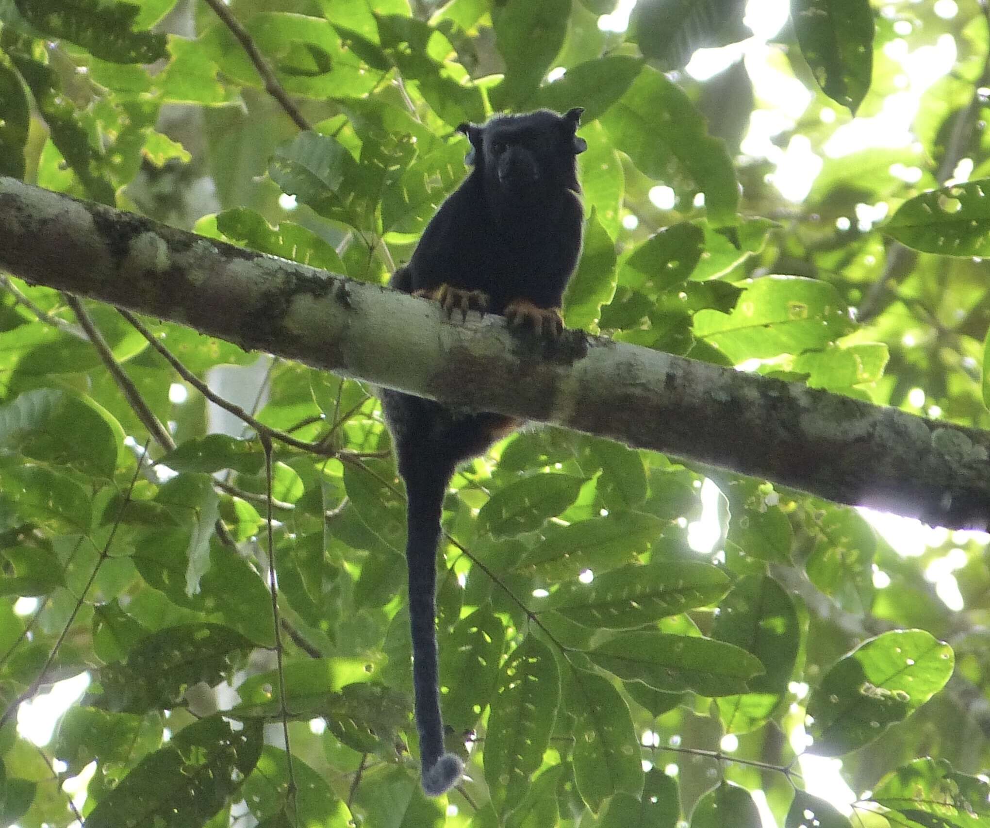 Image de Tamarin à mains rousses