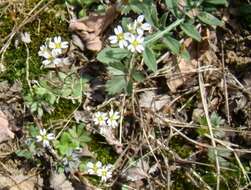 Image of common whitlowgrass