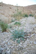 Image of Scrophularia deserti Del.