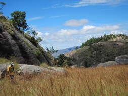 Image of common russet grass