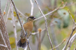 Image of Cinnamon Tanager