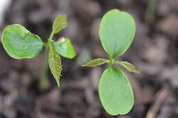 Plancia ëd Cleidion castaneifolium Müll. Arg.