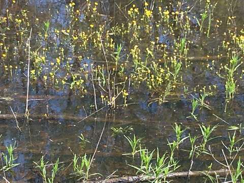 Image of yellow water buttercup