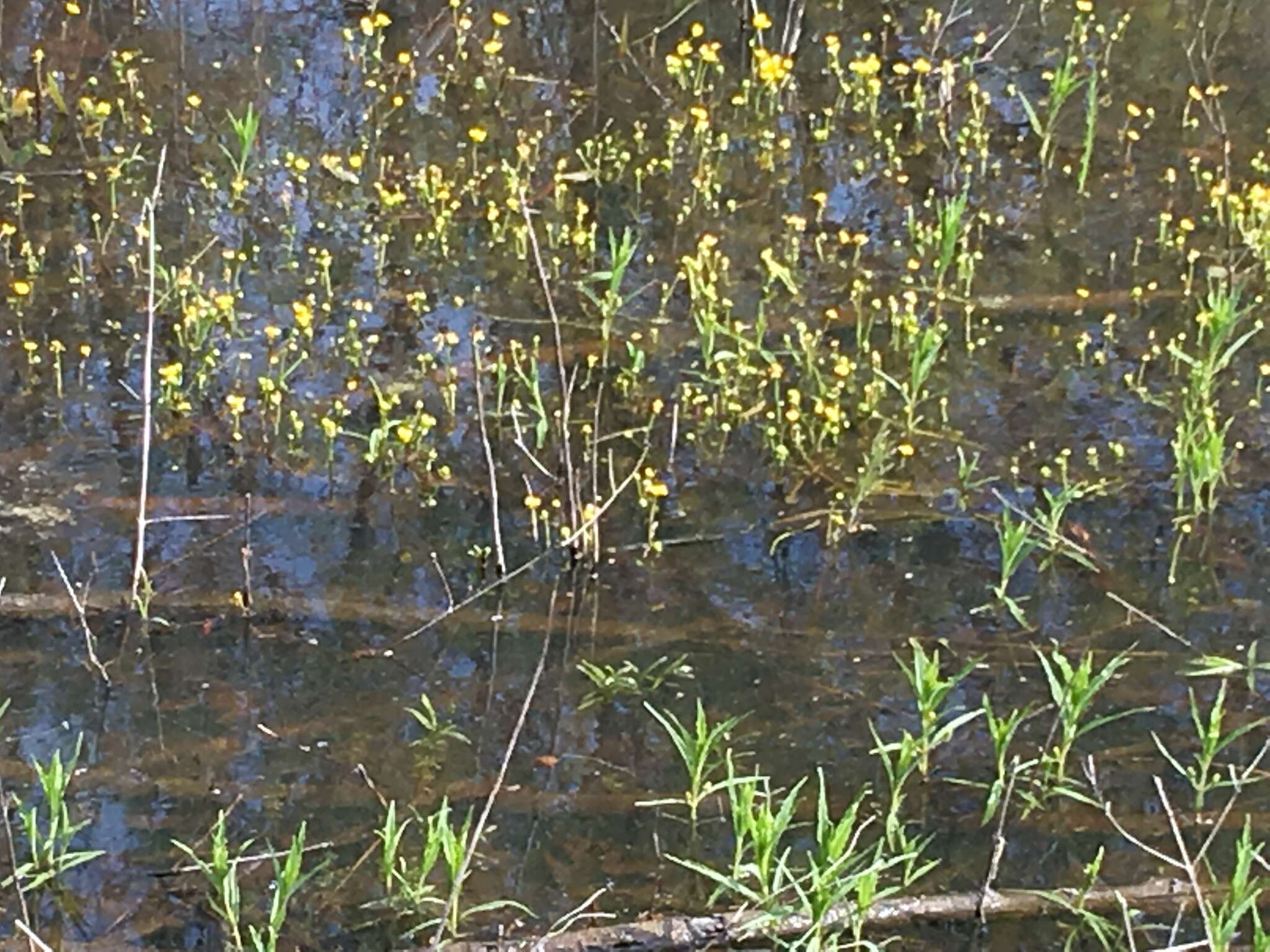 Image of yellow water buttercup