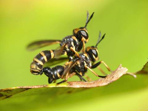 Leopoldius calceatus (Rondani 1857)的圖片