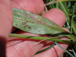 Image of Agoseris aurantiaca var. carnea (Rydb.) Lesica