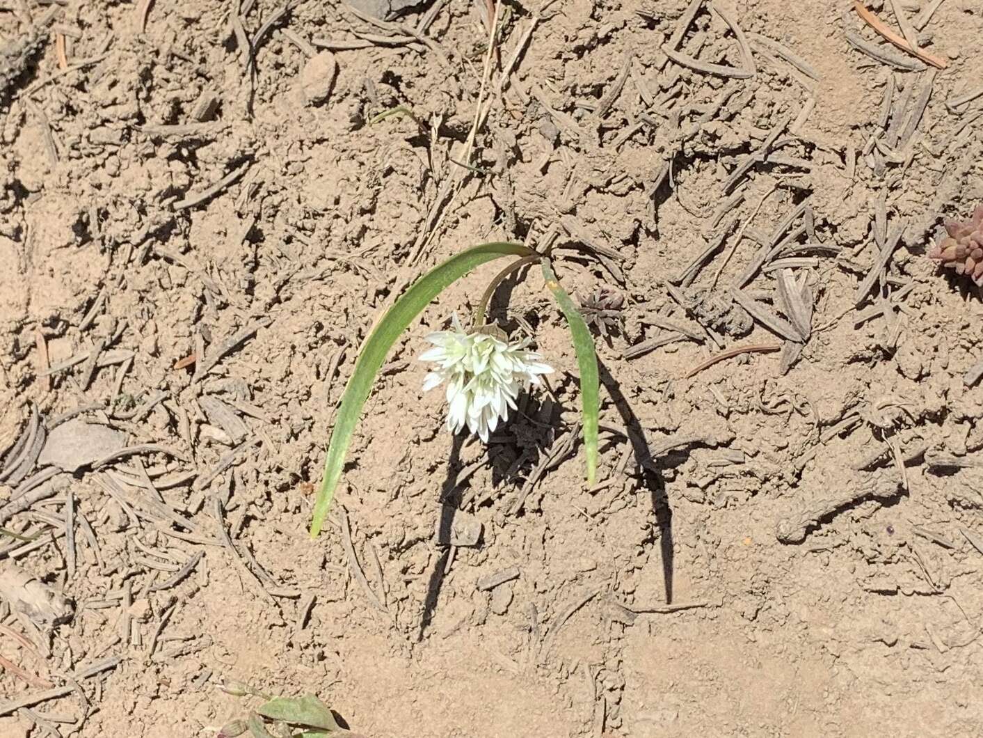 Image de Allium brandegeei S. Watson