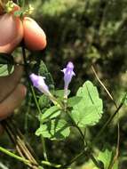 Image of smooth rock skullcap