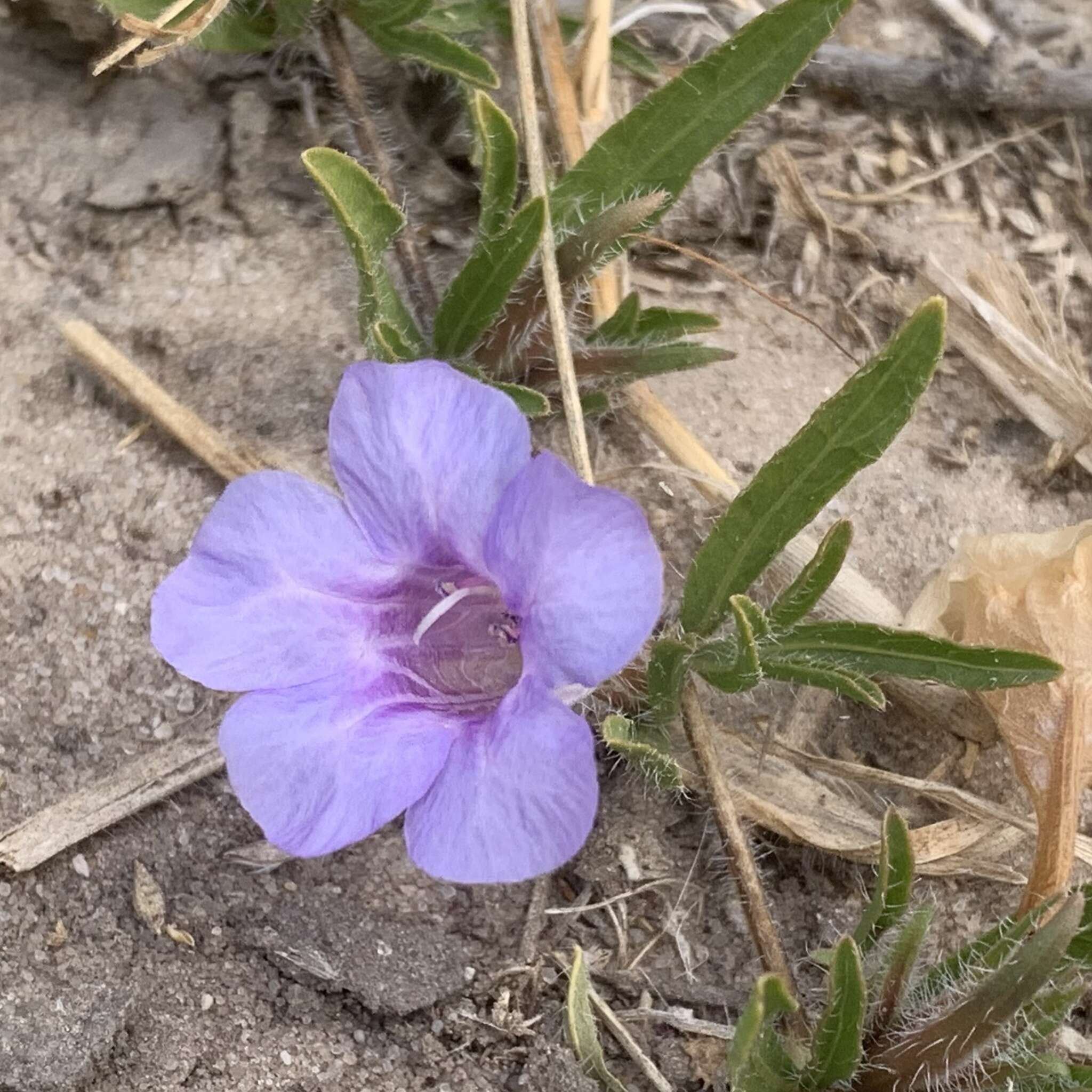 Image of Ruelliopsis