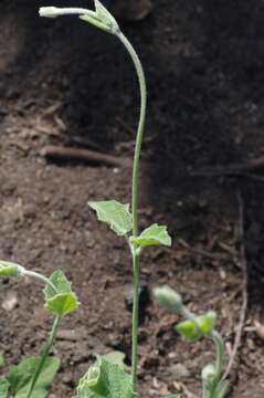 Image of Thunbergia amoena C. B. Cl.