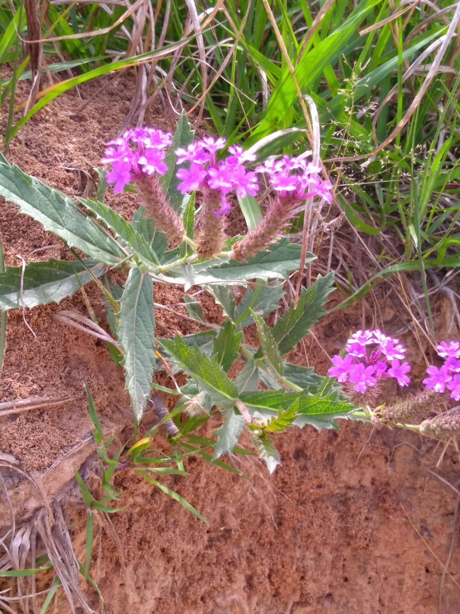 Image of tuberous vervain