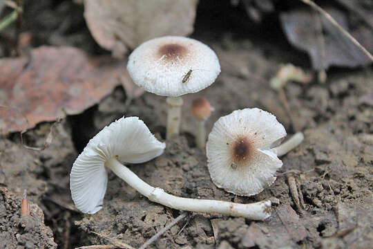 Image of Leucoagaricus coerulescens (Peck) J. F. Liang, Zhu L. Yang & J. Xu 2010