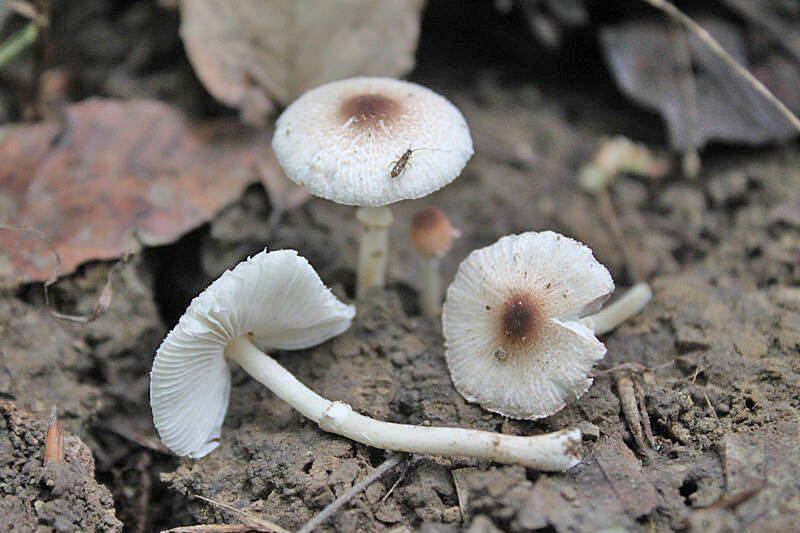 Leucoagaricus coerulescens (Peck) J. F. Liang, Zhu L. Yang & J. Xu 2010 resmi