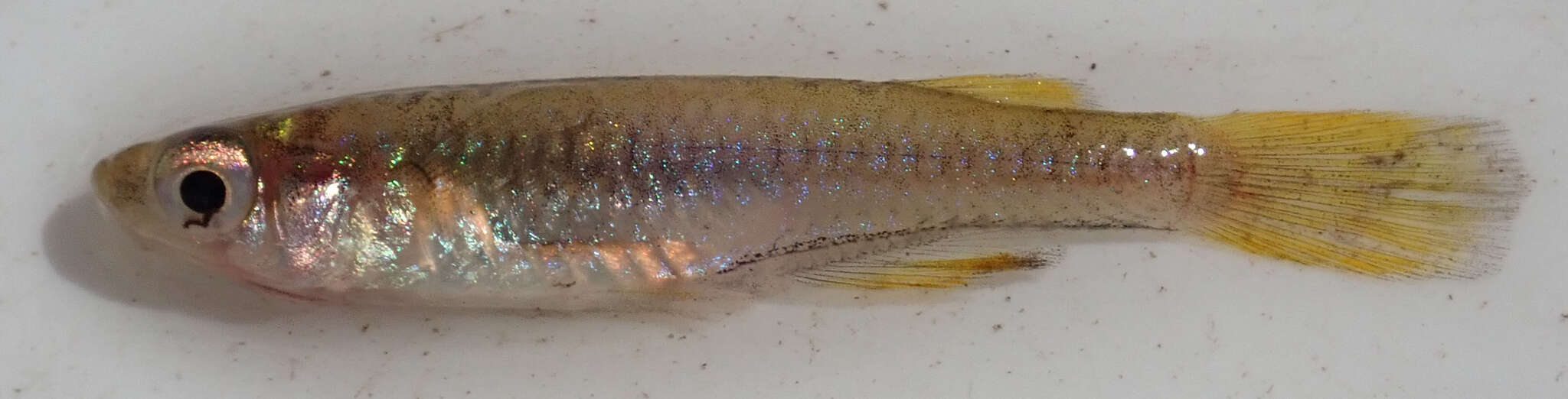 Image of Lacustricola johnstoni