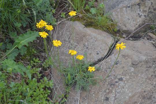 Image of Anthemis marschalliana subsp. sosnovskyana (Fed.) Grierson