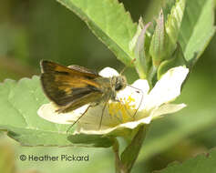 Image of Baracoa skipper