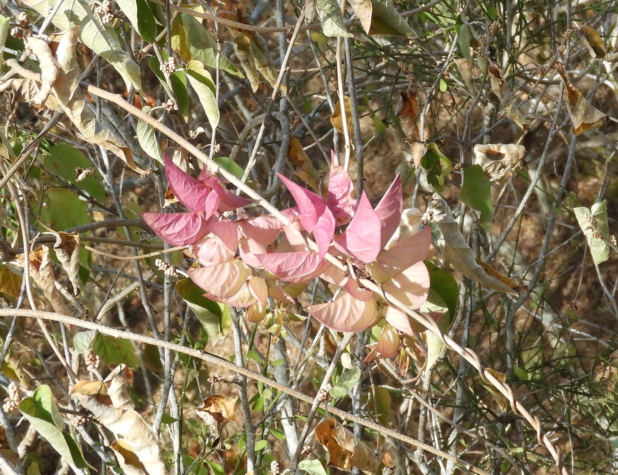 Image of Ipomoea bracteata Cav.