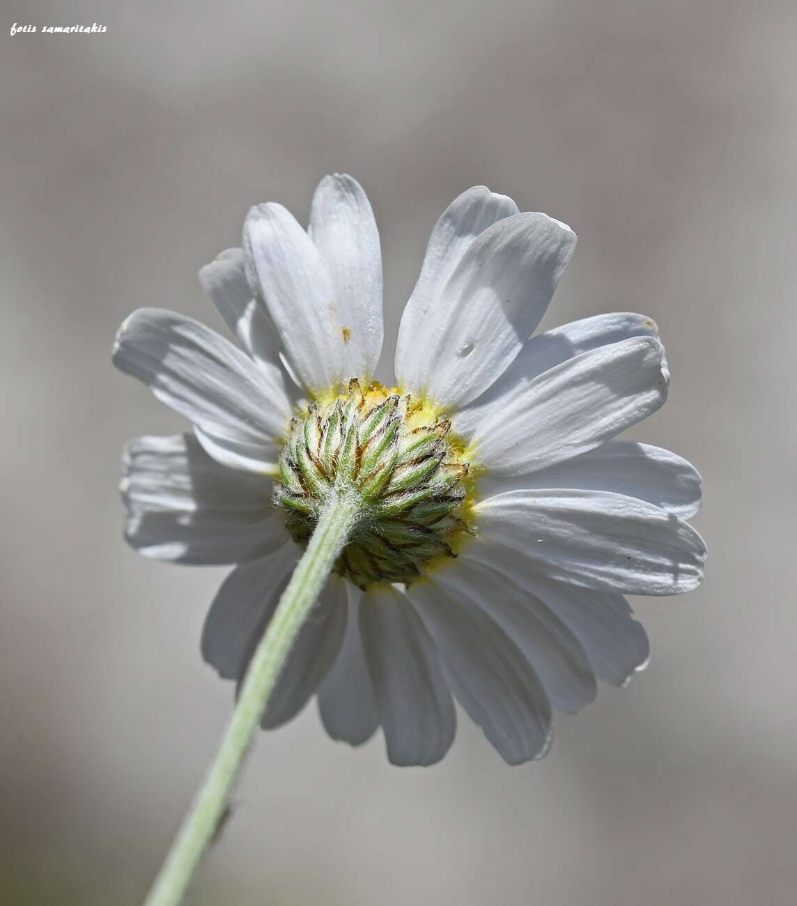 Слика од Anthemis samariensis Turland