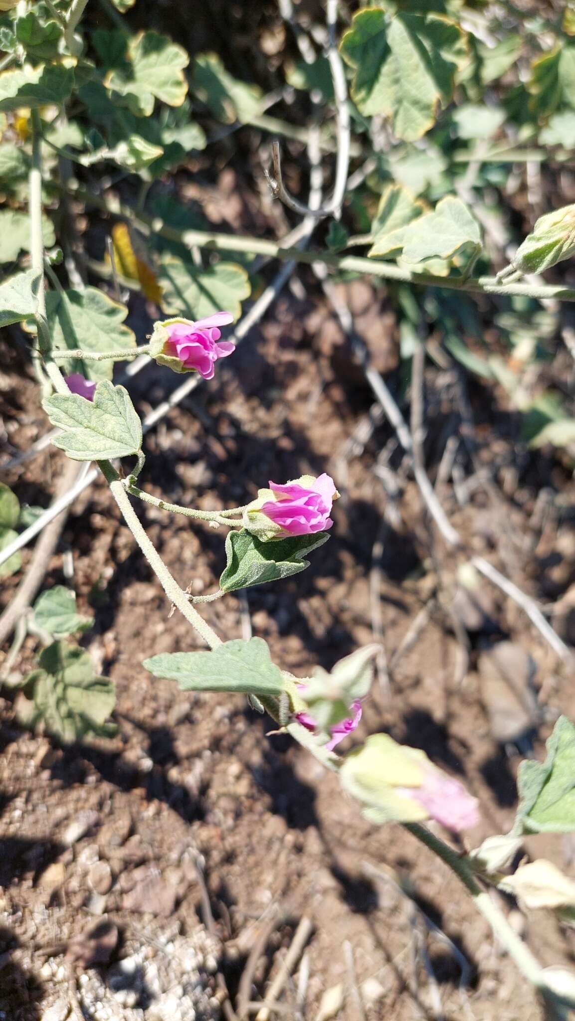 Слика од Sphaeralcea obtusiloba (Hook.) G. Don