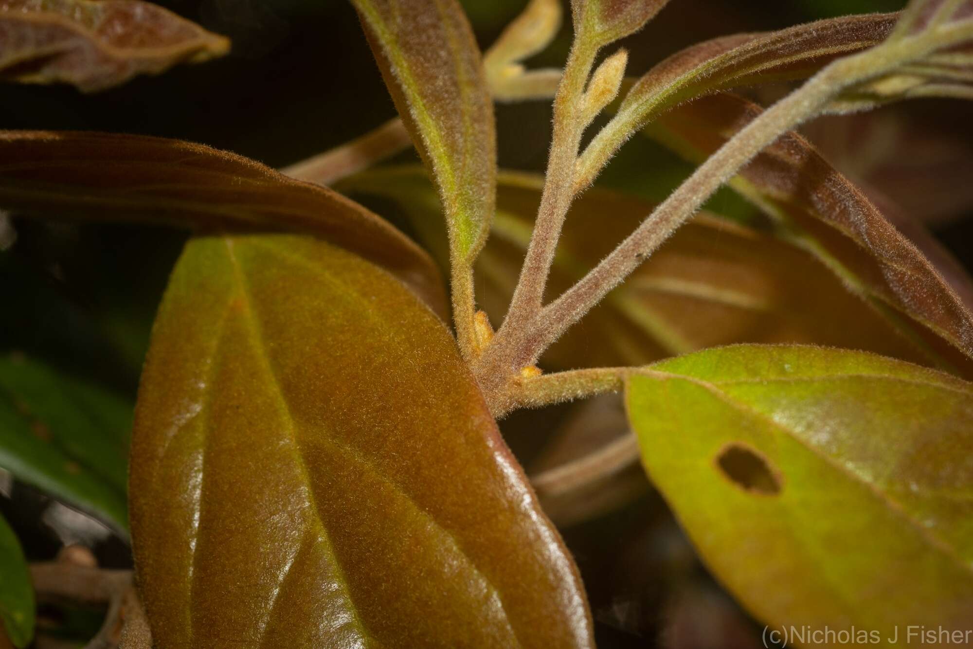 Image of Endiandra muelleri subsp. bracteata B. P. M. Hyland