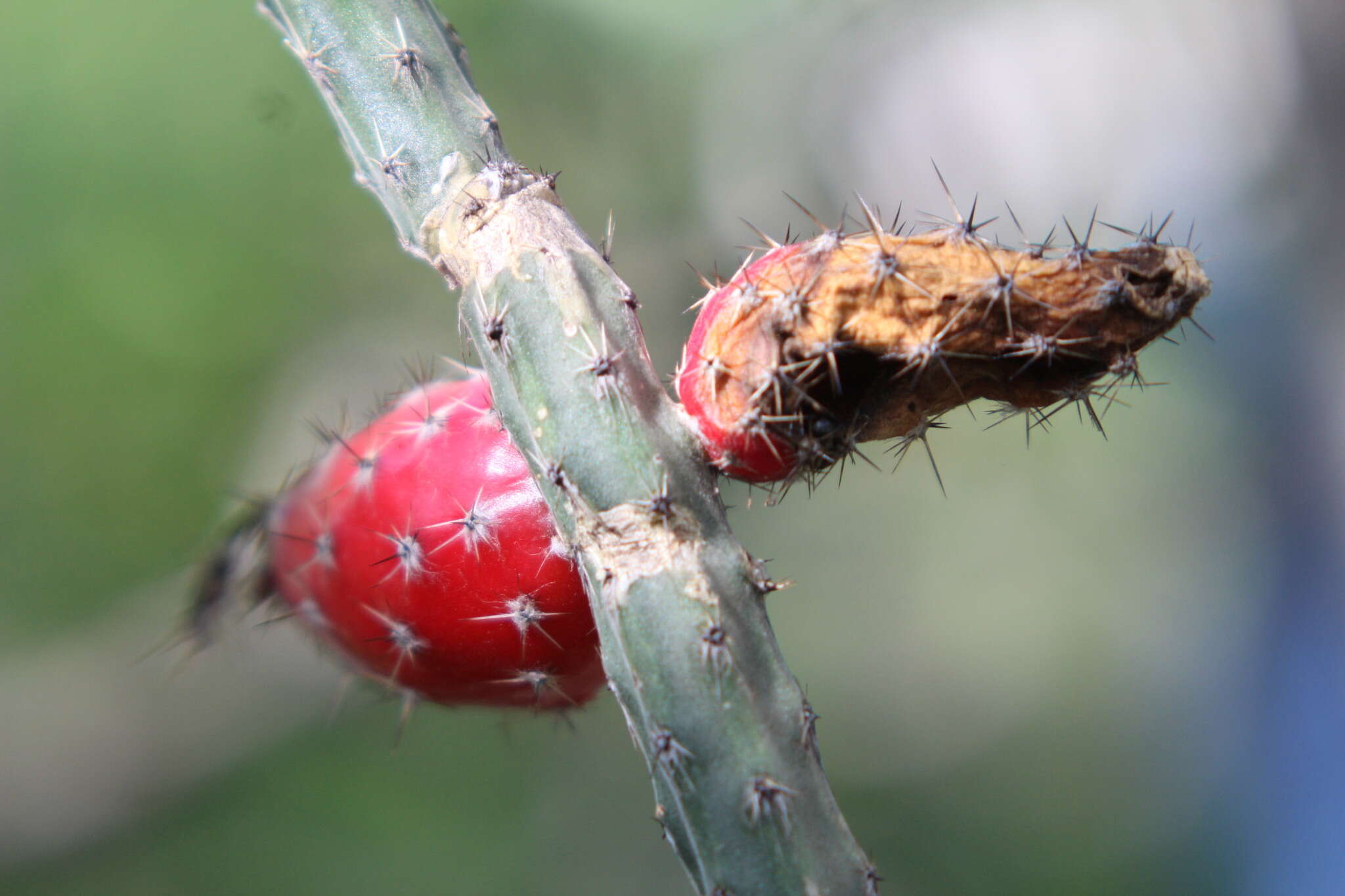 Image of Peniocereus viperinus (F. A. C. Weber) Buxb.