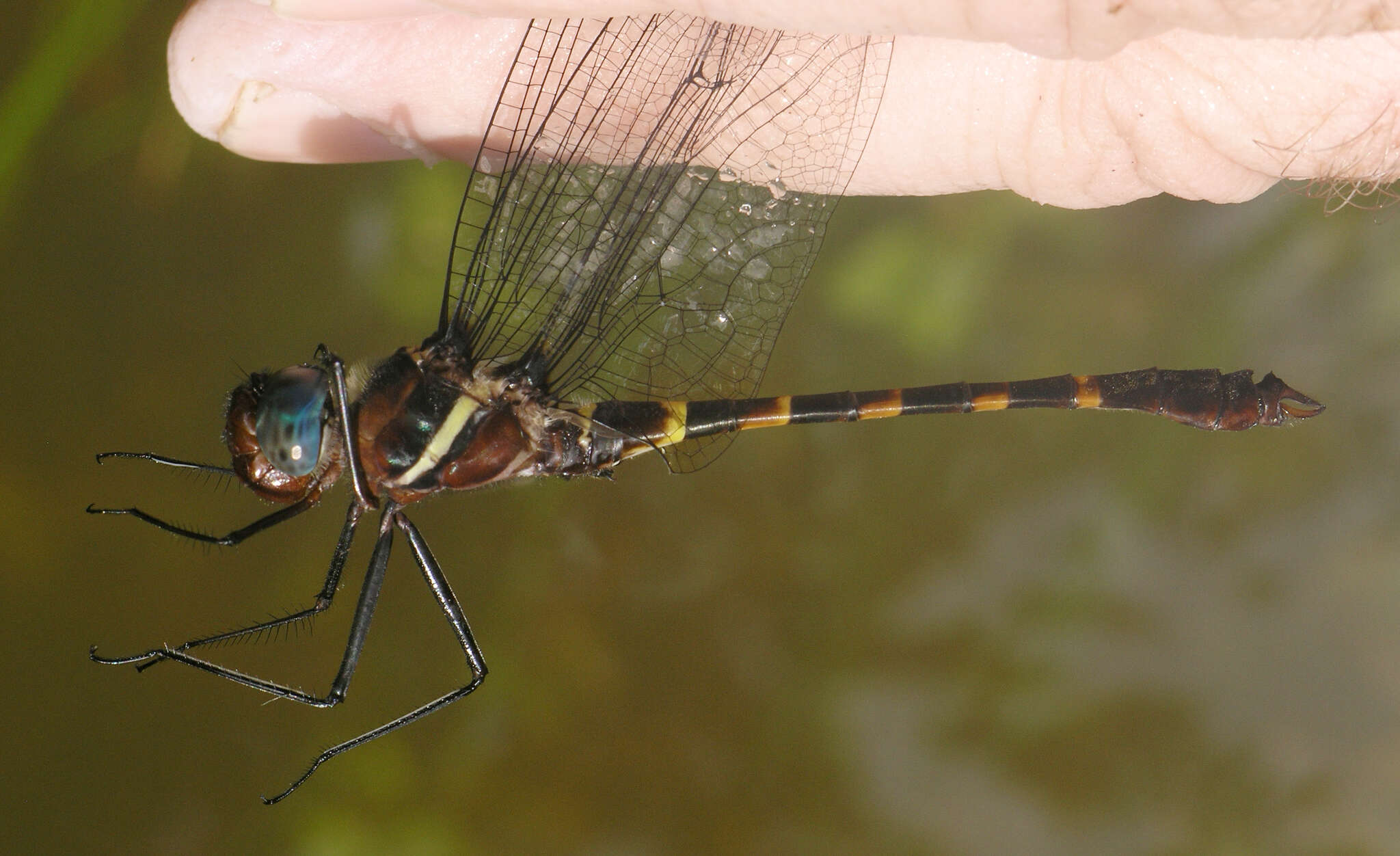 Image of Macromia cincta Rambur 1842