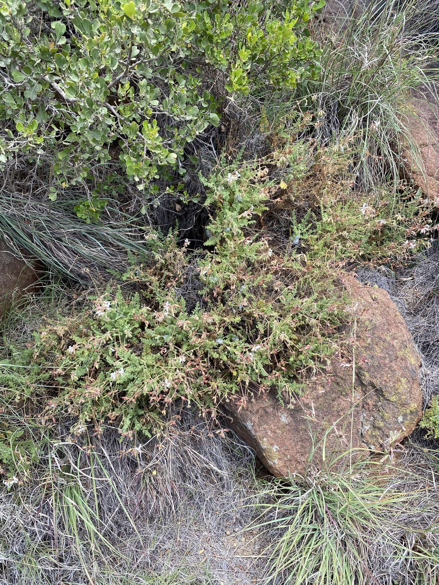 Image of Pelargonium tragacanthoides Burch.