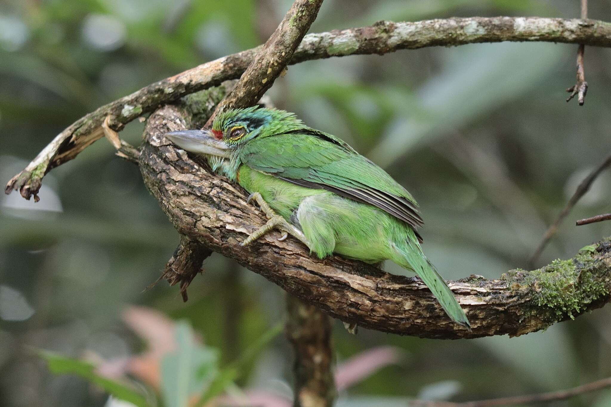 Image of Moustached Barbet