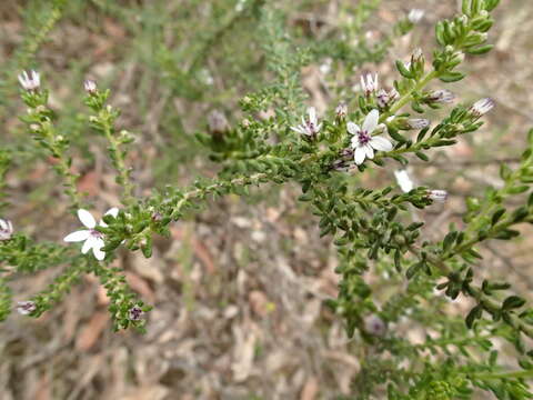 Image of Olearia minor (Benth.) N. S. Lander