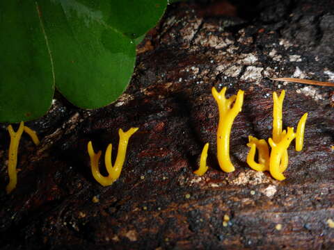 Image of Calocera viscosa (Pers.) Fr. 1821