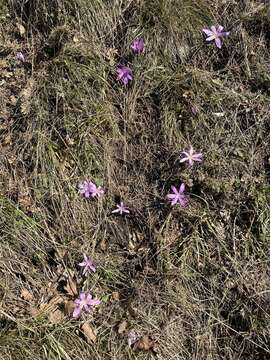 Image of Colchicum bulbocodium Ker Gawl.