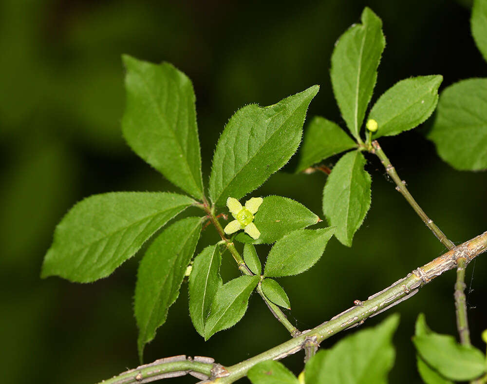 Image of Euonymus alatus subsp. sacrosancta (Koidz) Vorosh.
