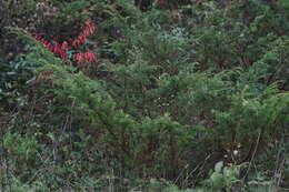 Image of American Common Juniper