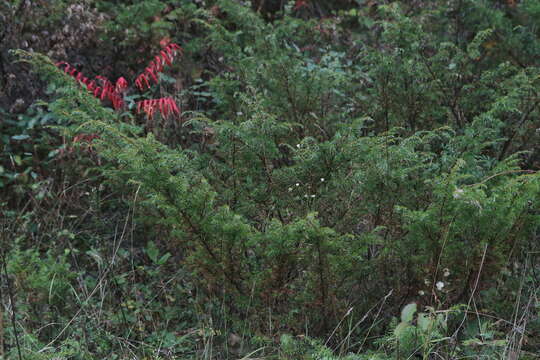 Plancia ëd Juniperus communis var. depressa Pursh