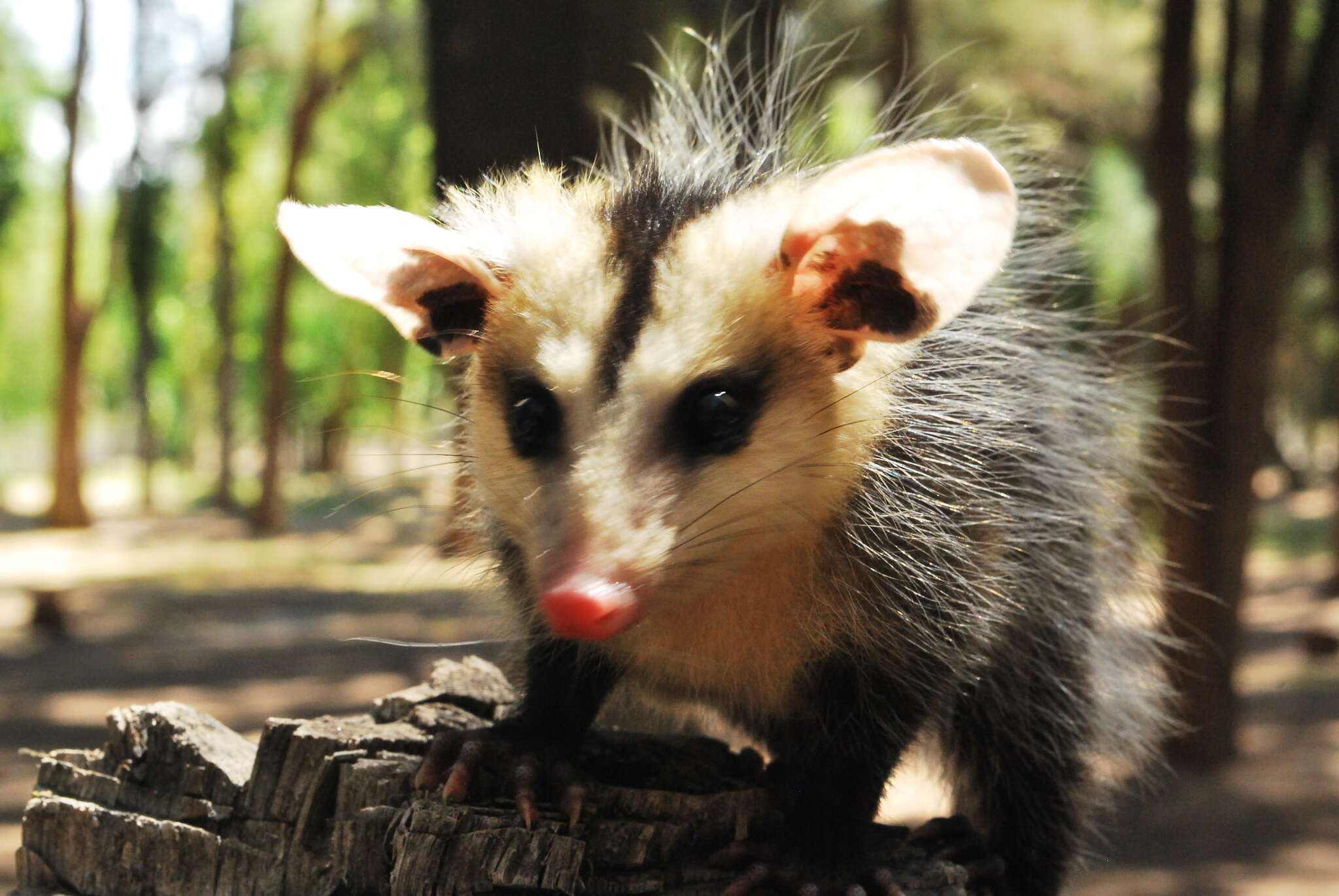 Image of White-eared Opossum