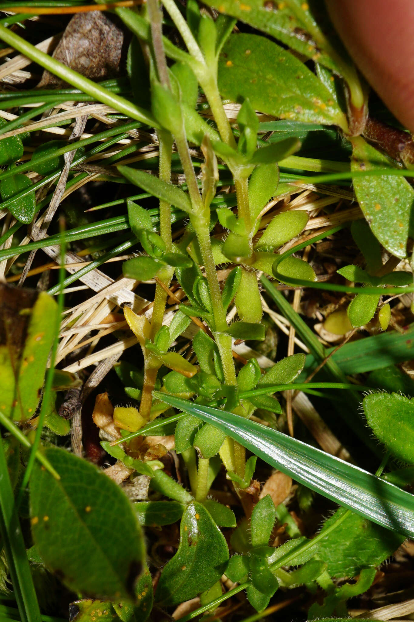 Image de Arenaria ciliata L.